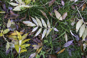 Dry leaves in autumn