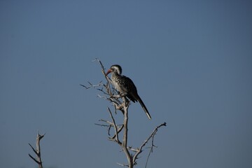 red billed hornbill sitting on branch