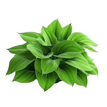 recommend clip art: Green leaves hosta plant bush clip art