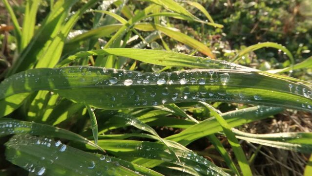 Drops leaf wire grass vision nature detail natural