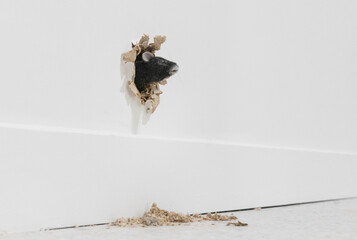Mouse peeping from a hole in the wall. Auckland art gallery. Museum for modern art.  Auckland New...