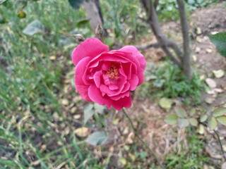 pink rose in garden