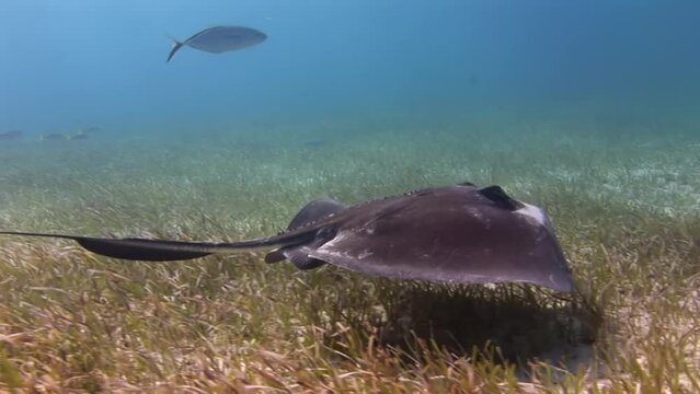 Dasyatis Americana southern stingray swimming in underwater floor of sea. Stingrays are also known for their unique reproductive habits.