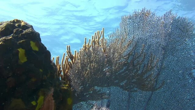Underwater kingdom of Caribbean is characterized by stunning coral reef. Breathtaking coral reef filled with amazing fish can be found in submerged world of Caribbean.