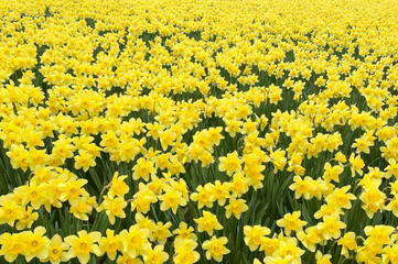 Obraz premium field of yellow daffodils
