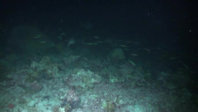 Indian Ocean, Maldives - September 25, 2019: Huge fish and fast lovely reef shark dark underwater in Maldives close-up under light of lanterns against sandy bottom.