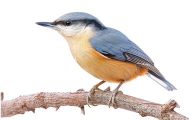 Nuthatch Melodies in the Seasonal Symphony Isolated on Transparent Background.