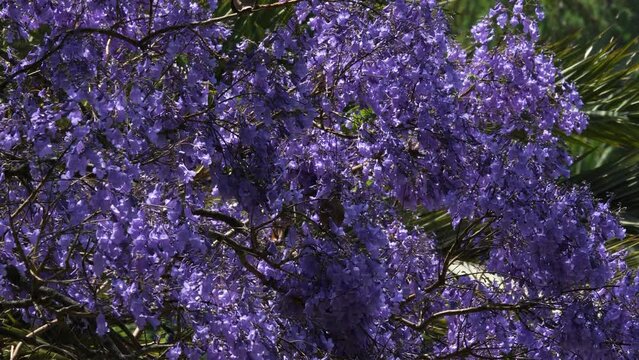 Jacaranda tree (Jacaranda mimosifolia)