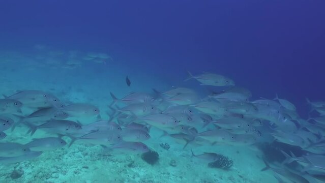 Big-eyed trevally swim underwater in the Maldives nice picture.