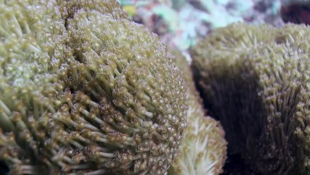 Eight-beam corals in clear water move thanks to underwater currents in Maldives. The polyp structure is relatively uniform, characterized by a corolla of eight tentacles and eight mesmeric septa.
