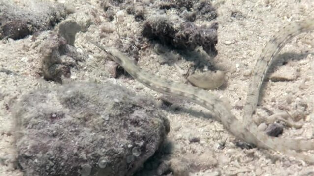 Spotted whistle or flute fish on underwater coral reef in Red Sea. Spotted whistle or flute fish Fistularia tabacaria is species of ray-finned fish on coral reef.