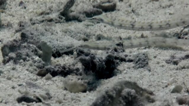 Spotted whistle fish on underwater coral reef in Red Sea. Spotted whistle or flute fish Fistularia tabacaria is species of ray-finned fish on coral reef.