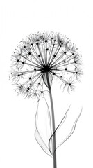 Black allium with transparent petals on white background. Minimalistic black and white illustration of a flower in x-ray style.
