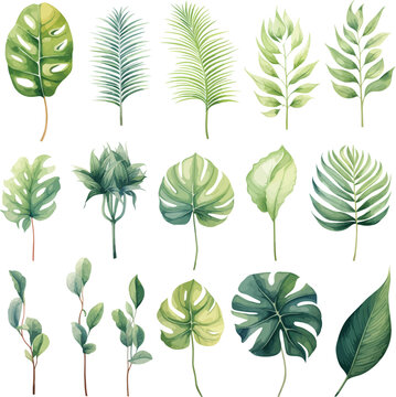 Exotic watercolor illustrations of tropical plants, palm leaves, monstera on an isolated white background, watercolor vector illustration