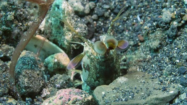 Close-up restless Peacock mantis shrimp peeking out of hole of underwater ocean. Shrimp is popular marine crustacean creatures inhabitant found in waters of ocean in Tulamben.