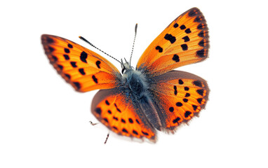 Fototapeta na wymiar Admiring the Delicate Beauty of Small Copper Wings Isolated on Transparent Background.