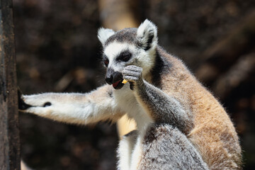 Close-Up of Small Lemur on Tree