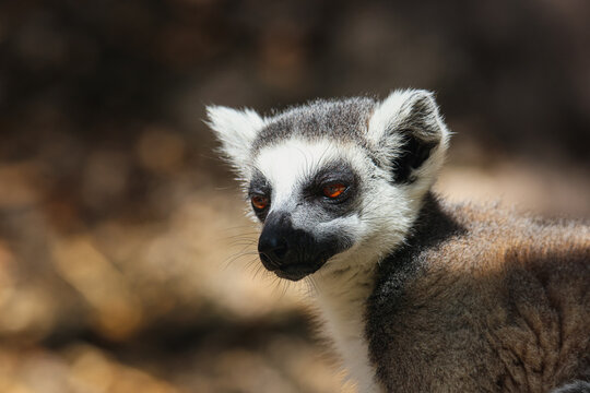 Close-Up of Lemur With Blurry Background