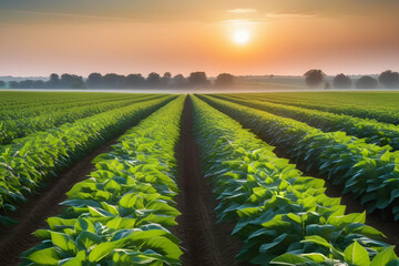 Green Tobacco Field At Sunrise With Rows In The Distance And Trees On The Horizon
