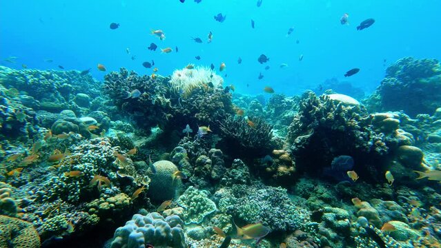 Moalboal, Philippines: Underwater slow motion footage of a the tropical coral reef in Moalboal in the Cebu island in the Visayas in the central Philippines. The area is a prime spot for scuba diving