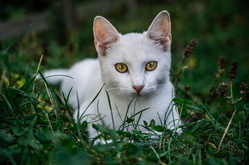 White cat with yellow eyes