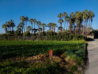 Campo con conjunto de palmeras