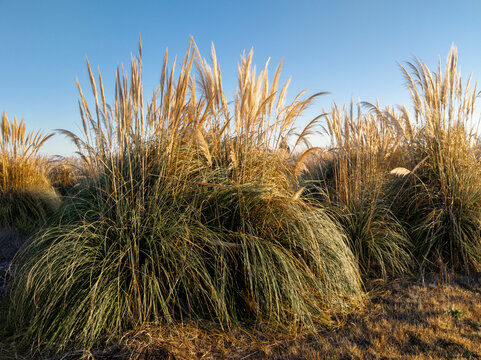 Cortaderia selloana, hierba de la pampa