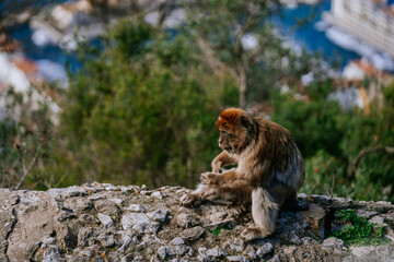 Gibraltar, Britain - January 24, 2024 - A Barbary macaque sits on a rocky ledge with blurred greenery and a cruise ship in the background.