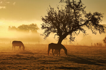 Fototapeta na wymiar Horses on a foggy late summer morning in the pasture in the fog.