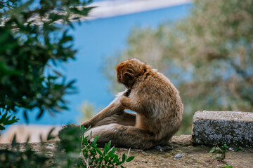 Gibraltar, Britain - January 24, 2024 - A Barbary macaque grooming itself on a stone ledge with blurred foliage and sky in the background.