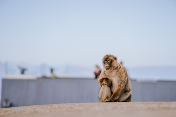Naklejka premium Gibraltar, Britain - January 24, 2024 - A Barbary macaque sits on a concrete surface with blurred people in the background.