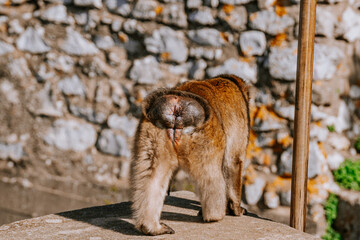 Gibraltar, Britain - January 24, 2024 - A Barbary macaque from behind, facing a stone wall and a wooden pole, on a sunny day.