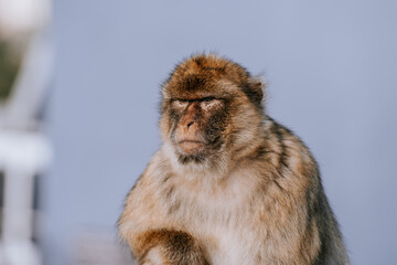 Gibraltar, Britain - January 24, 2024 - Close-up of a Barbary macaque with a neutral expression against a soft blue background.