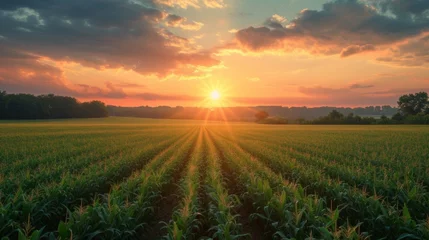 Afwasbaar Fotobehang Weide Beautiful corn field at sunrise