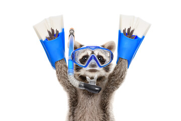Portrait of a funny raccoon in a diving mask and flippers isolated on a white background - obrazy, fototapety, plakaty