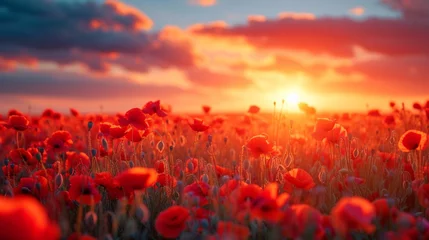 Foto auf Glas Beautiful field of poppy flowers at dawn © olegganko