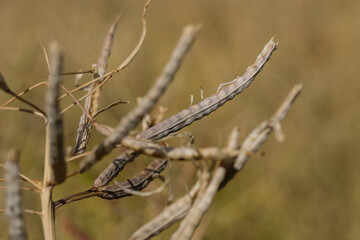 Trockene Reife Rapsschoten vor der Ernte / Raps (Landwirtschaft) (Lat.: Brassica napus)
