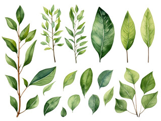 Fototapeta premium A set of green watercolor leaves. The illustration is in a natural style, without a background. Different plants, trees