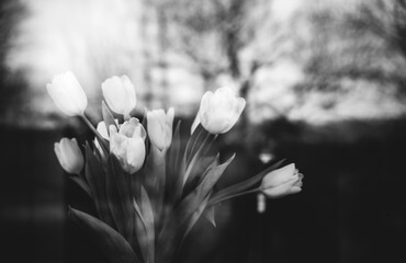 A bouquet of tulips is reflected in the window glass close-up. Black and white photo. Melancholy mood. The concept of nostalgia, parting, loneliness and sadness. Gone youth. Day of Remembrance.