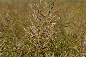 Trockene Reife Rapsschoten vor der Ernte / Raps (Landwirtschaft) (Lat.: Brassica napus)