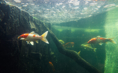 Group of Fish Swimming in Aquarium