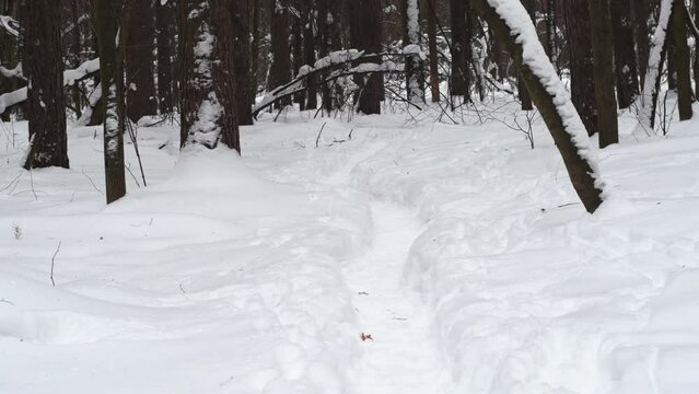 A narrow footpath trampled in white snow. Empty winter park.