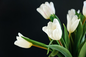 White tulip flowers isolated on black background close-up. Side view. Beautiful bouquet. Valentines day, Mothers day, Woman day present. Text place. Stabilized flower. Gift certificate. Greeting card