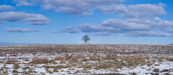 Lonely tree standing on a field in spring