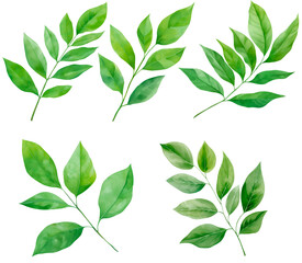 set of green leaves in watercolor and on a transparent background.