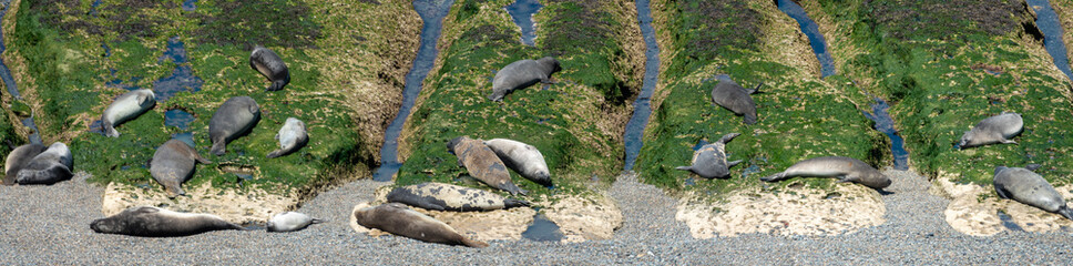 Large colonies of young Elephant Seals moulting their skins on the shores of the Valdés Peninsula, Patagonia, Argentina.