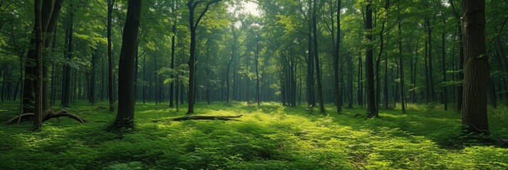 Beautiful photo of a summer forest for background