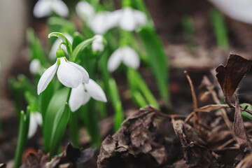 snowdrops. View of the spring flowers in the park. New fresh snowdrop blossom on beautiful morning with sunlight. Wildflowers in the nature