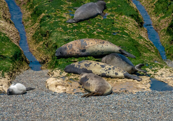 Large colonies of young Elephant Seals moulting their skins on the shores of the Valdés Peninsula, Patagonia, Argentina.