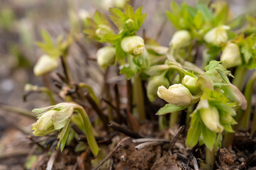 hellebore sprouts in early spring. Helleborus orientalis breaks through frozen ground. frost flower. Blooming spreeng